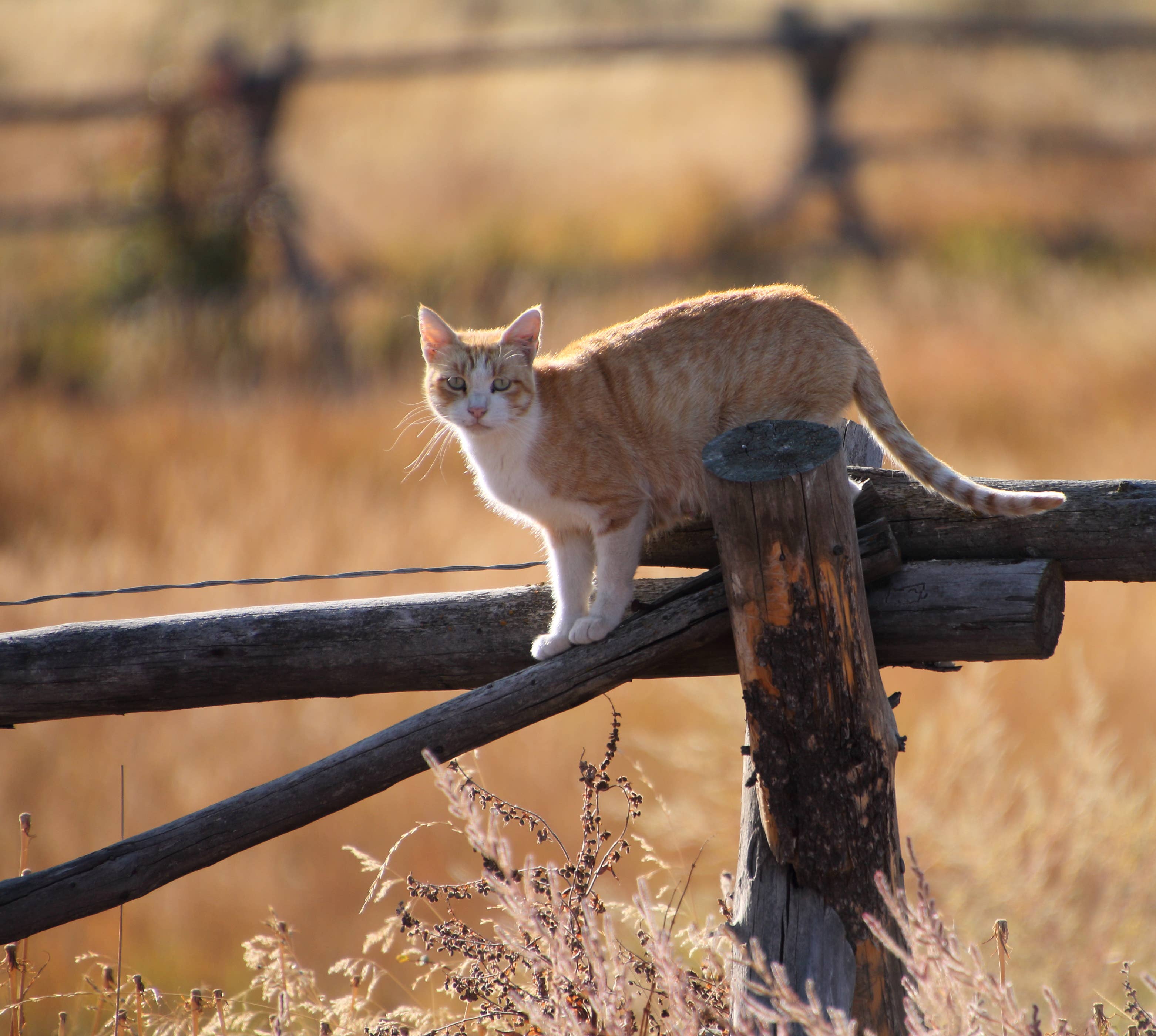 Man Calls His Farm Cats Home, and They Come Running Like Dogs - AOL