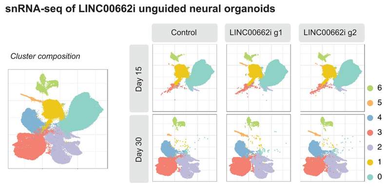 Dna And Humam Ancient viral DNA offers clues to why human and chimpanzee brains ...