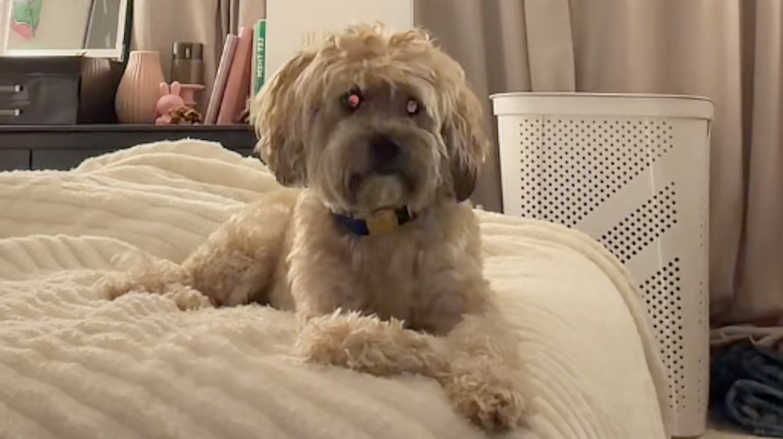 Shih-Poo Tries To Hide Under A Blanket From Mom But Can't Stop Wagging His Tail