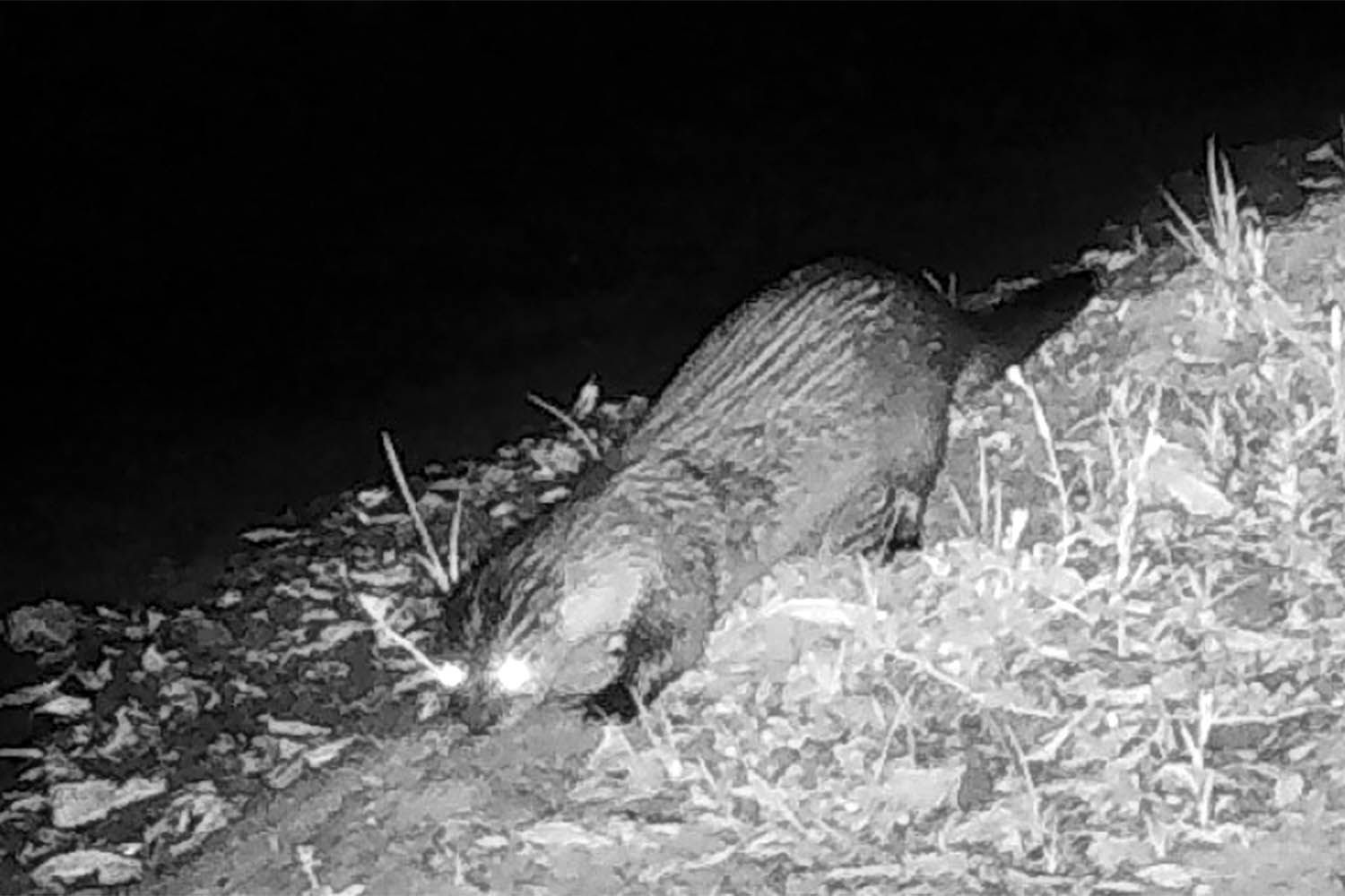 River Otters Spotted at San Francisco Bay Area Ranch for First Time in 100 Years