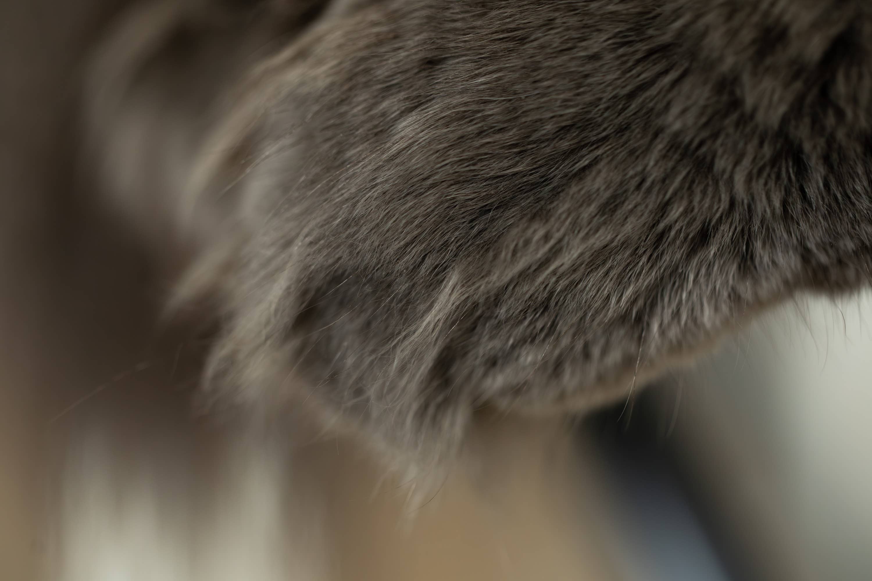 Unusual Maine Coon Kitten Looks Like a Little Black Cat Hiding Inside a ...