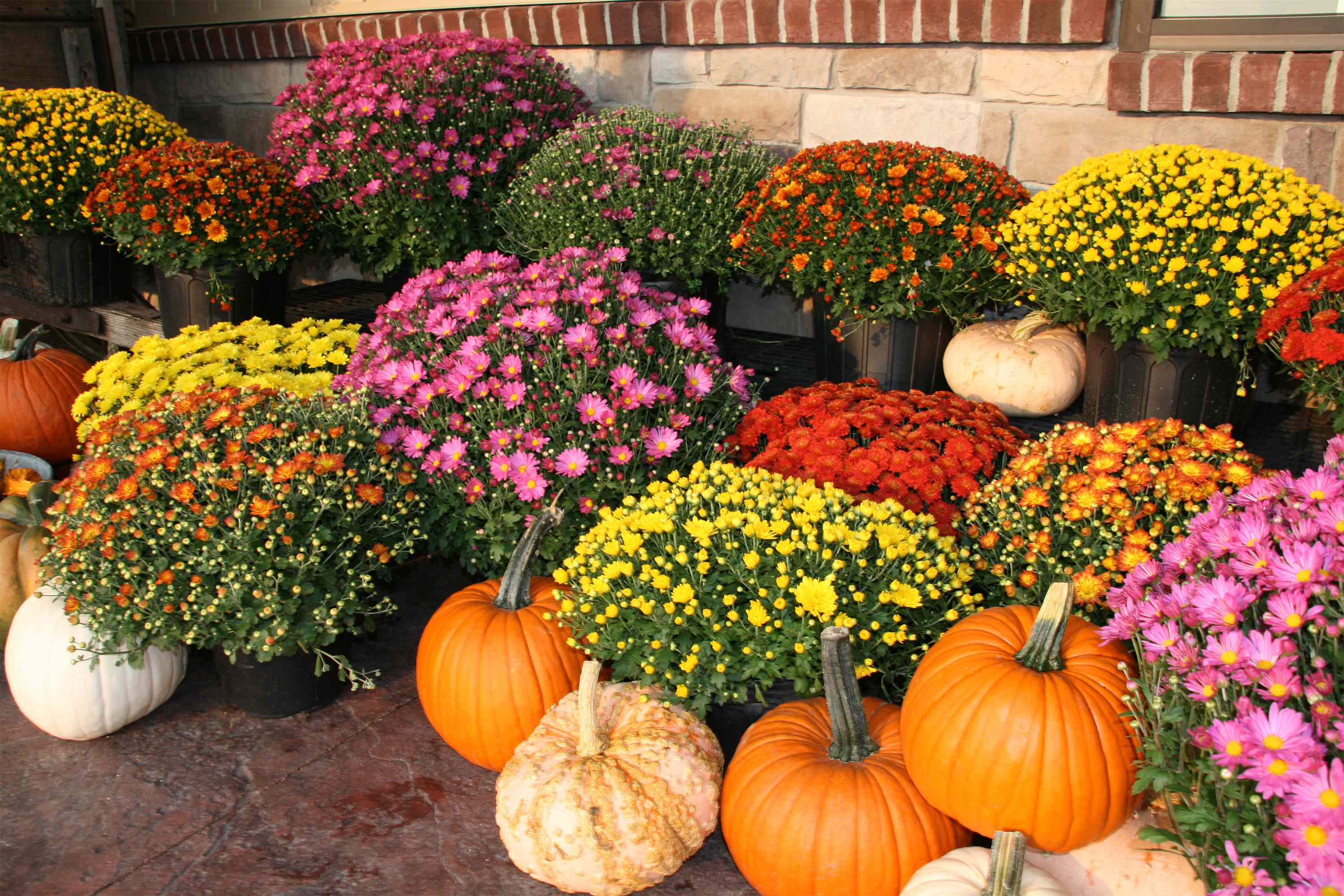 5 Plants You Should Never Plant in the Fall, According to Gardening Pros