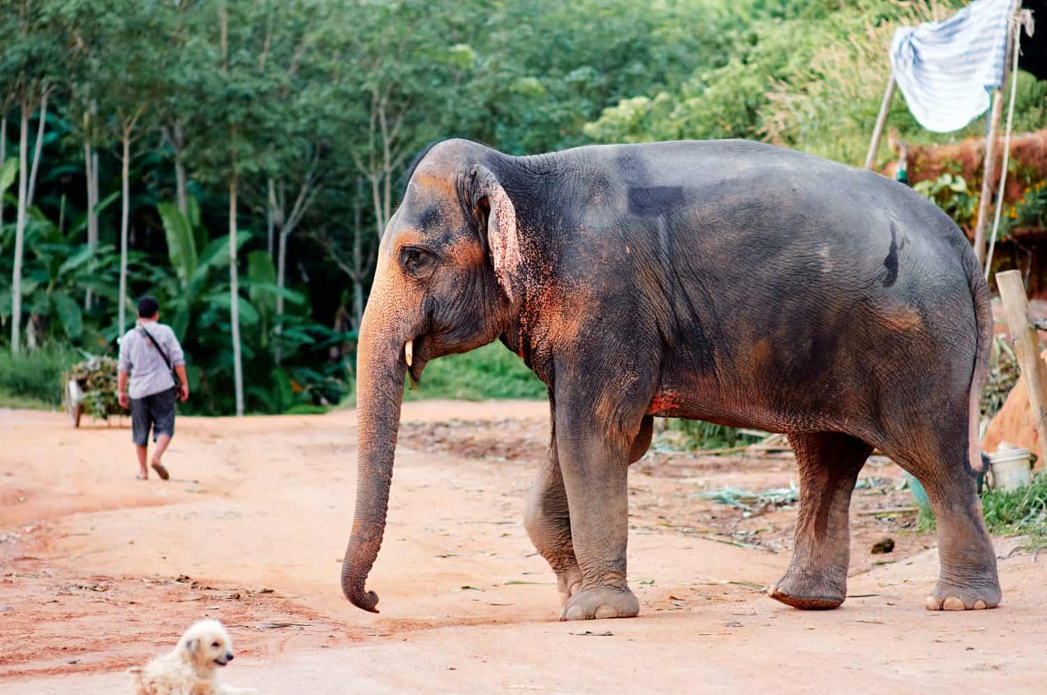 Elephants Reclaim Sanctuary Land While Assam Legalizes Settlers