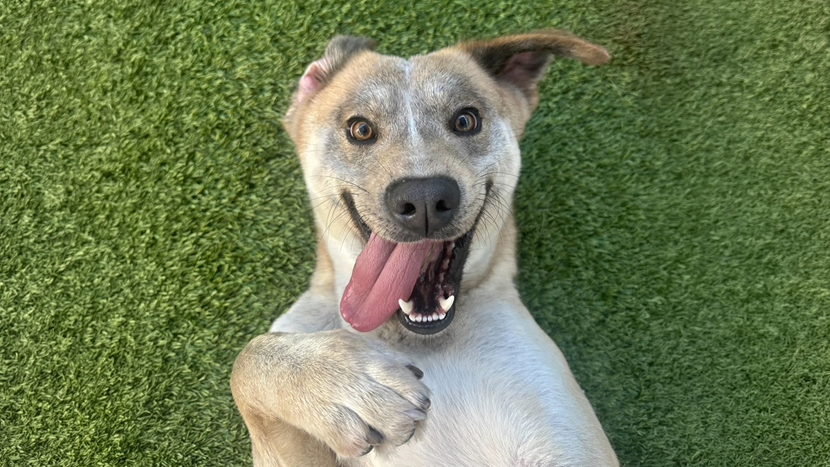 Rescue Dog’s Before-And-After Photos Prove A Second Chance Can Change Everything
