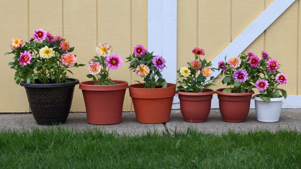Extending Credit When Should You Dig Up Dahlia Tubers? Stop Making These 8 Costly ...