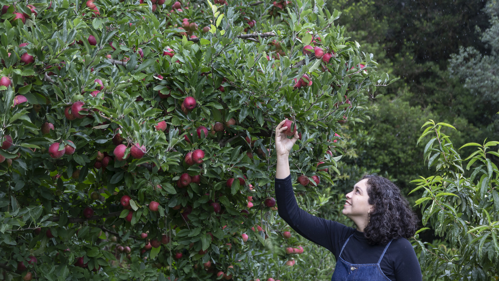 Just 30 Minutes Outside Indianapolis Is An Under-The-Radar Orchard With Immaculate Cider And Pumpkin Picking