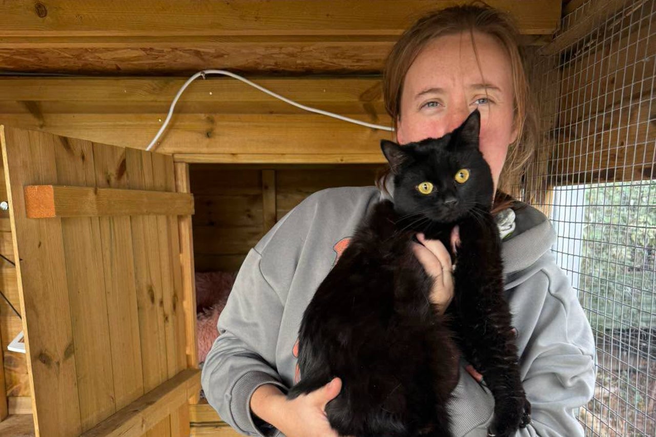 Nibbles the cat rescued being left in dead man's home for weeks
