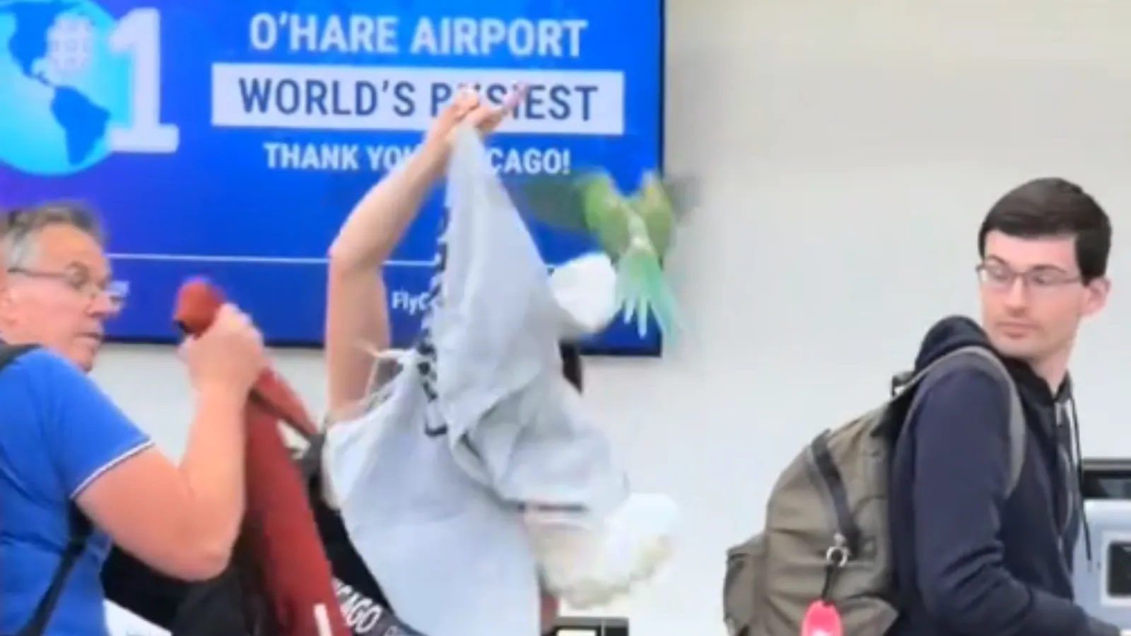 Rogue Bird Terrorizes Travelers at Chicago O'Hare Airport Before Unexpected Rescue