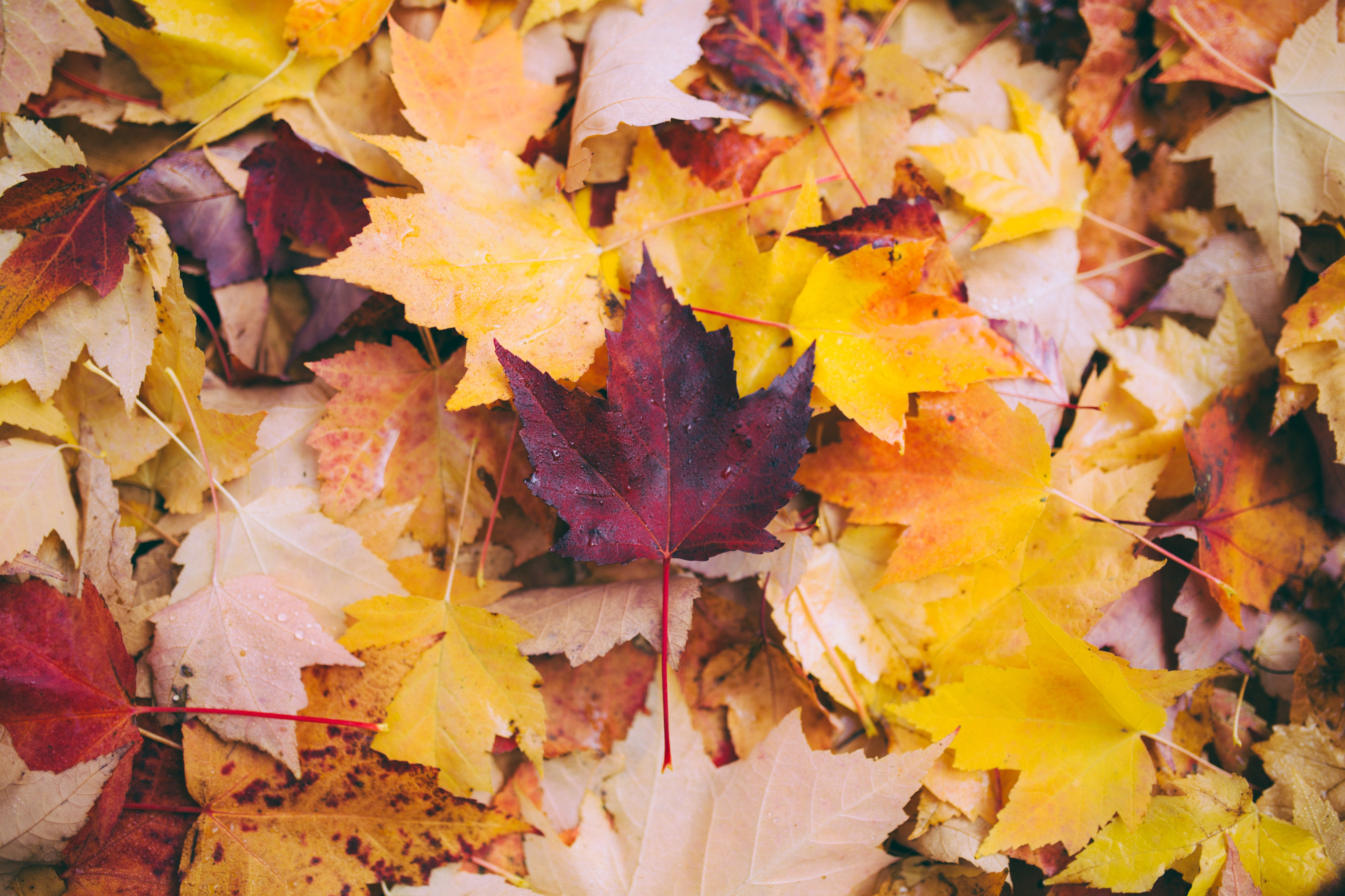 Why do leaves change color in the fall? The science behind nature’s ...