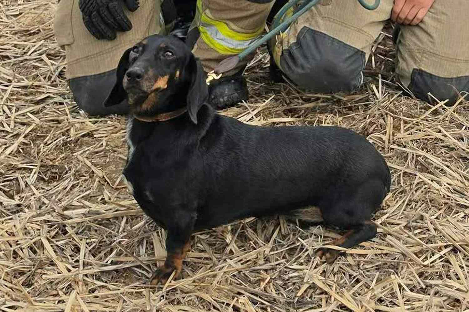 Rescue Team Spends 4 Hours Digging for Pet Wiener Dog Stuck 8 Feet ...