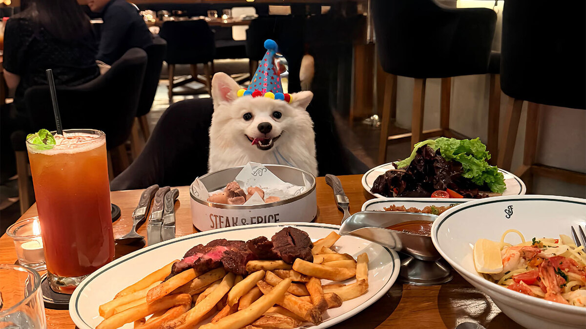 35 Pics Of Spoiled Pets Living Better Than Their Humans, Shared By People On Thr...