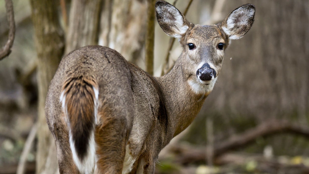 Minnesota deer season 2026: What changed, what to expect by region - AOL