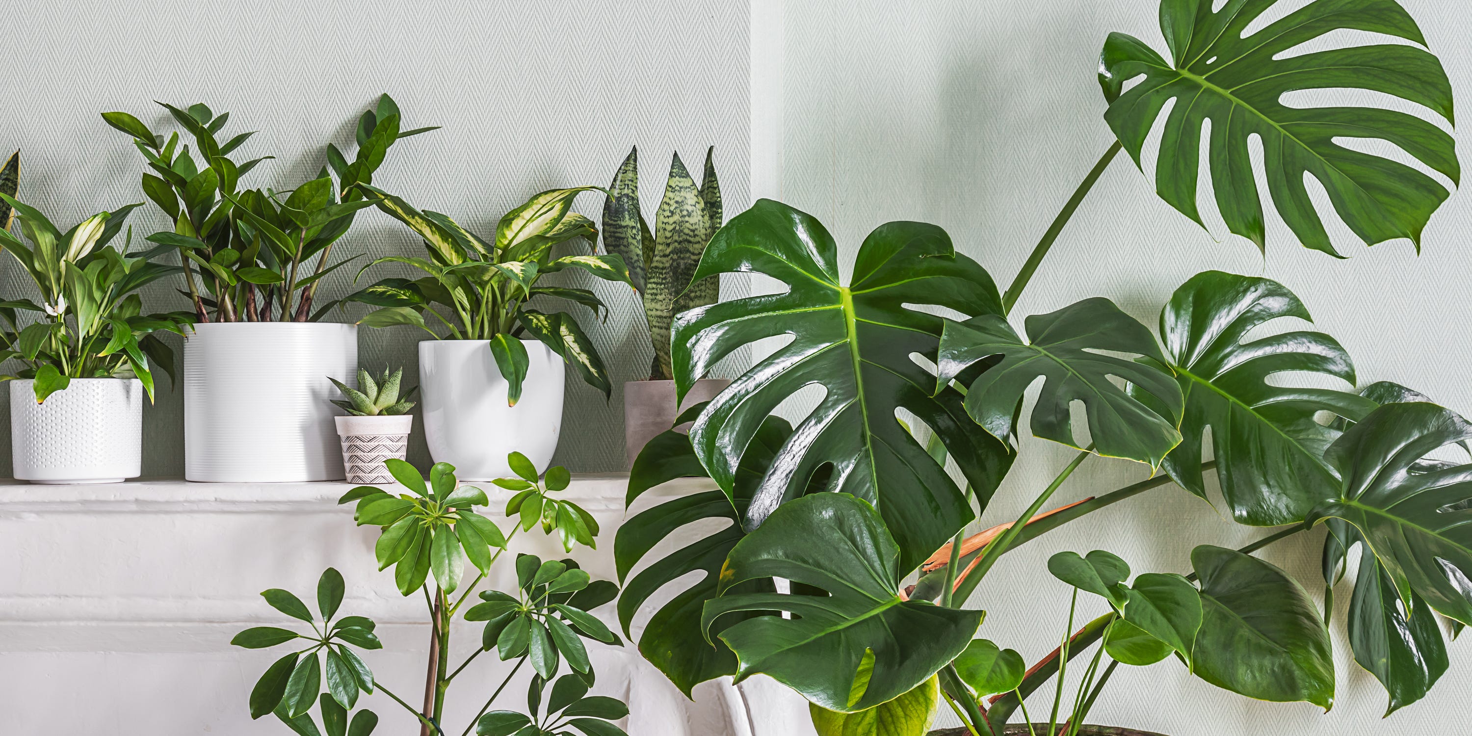This Dramatic Houseplant Is Easier to Grow Than a Fiddle Leaf Fig—Here’s How to Care for It
