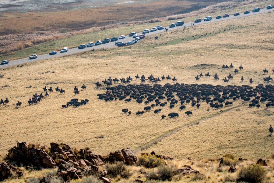 ‘It draws you back to old Western days’: Over 700 bison rounded up on ...