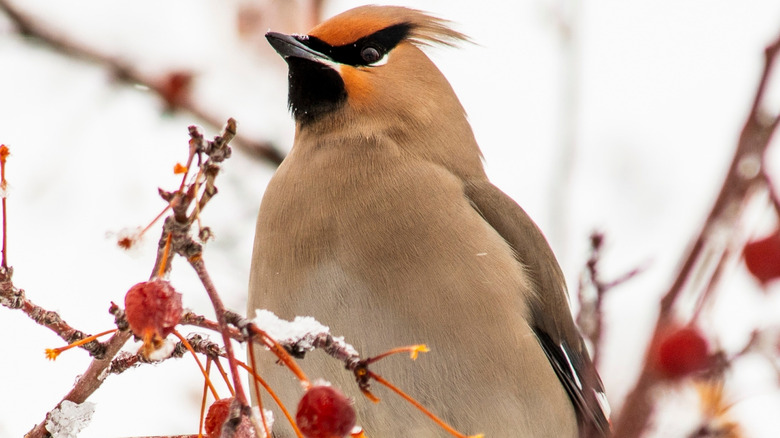 The Fruit Tree That Will Attract Birds To Your Yard, Even In Winter - AOL
