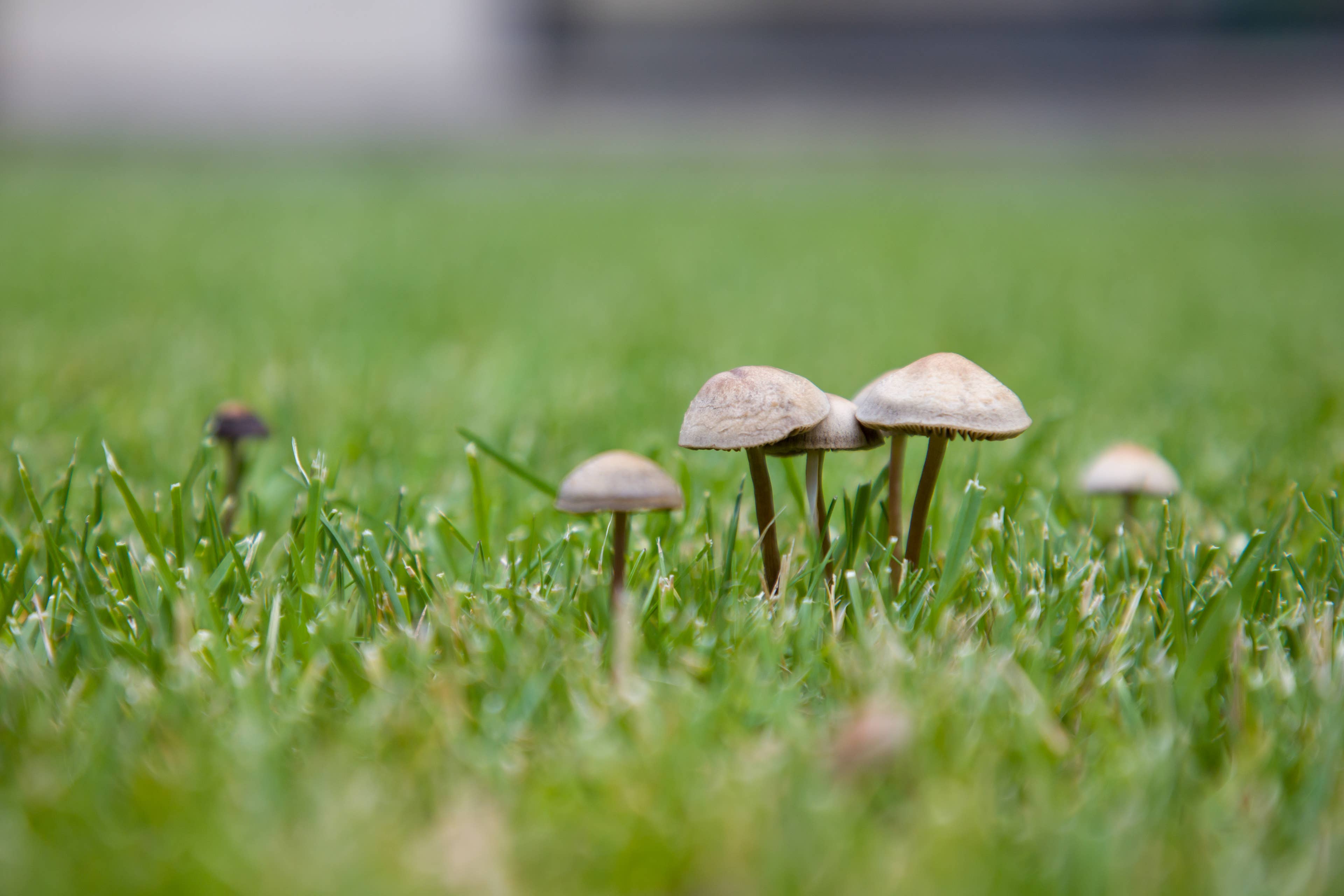 Avoid Common Mistakes When Removing Potentially Toxic Lawn Mushrooms