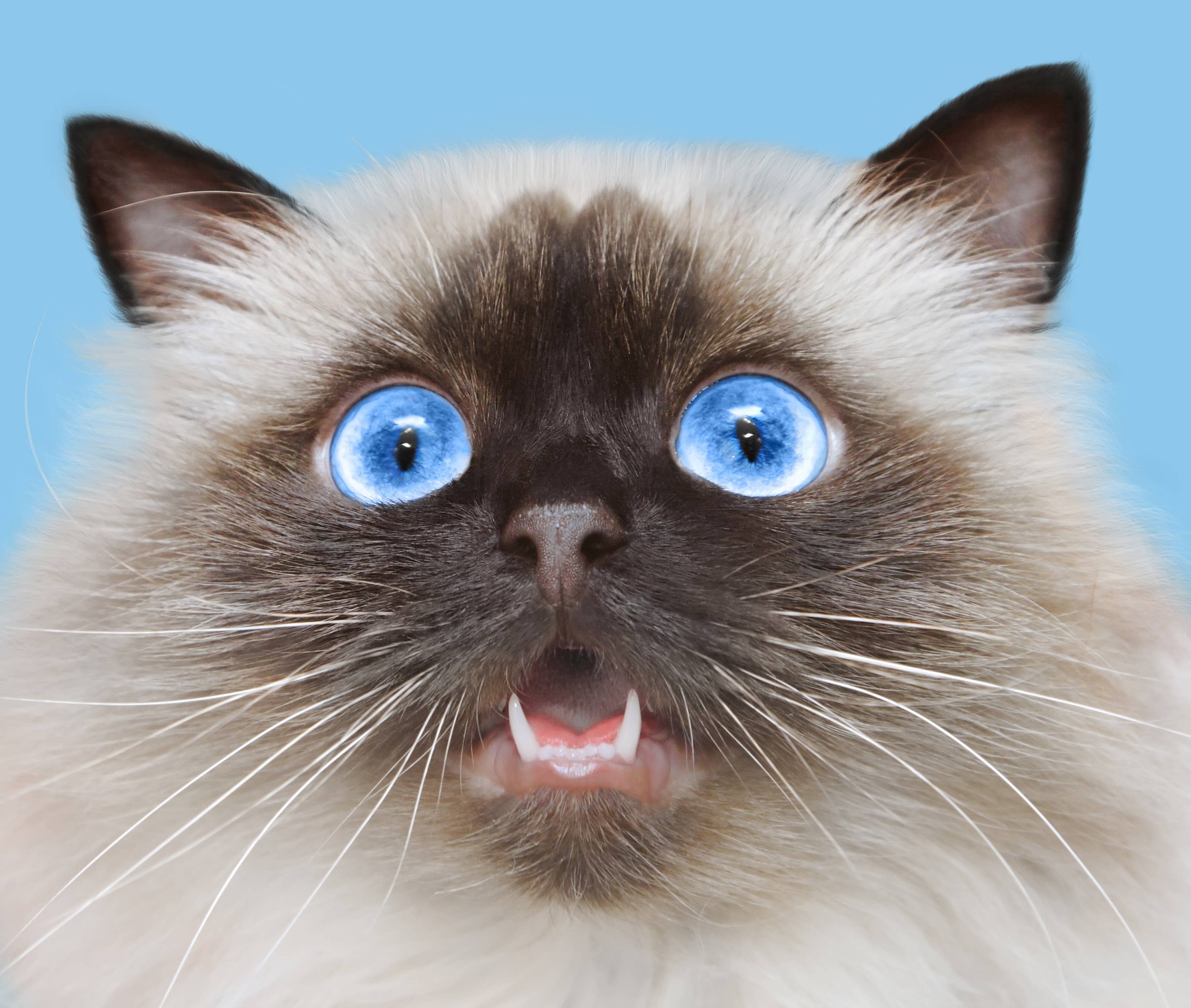 Cat With Giant Blue Eyes Perfectly Recreates Viral 'You Can See Everything' Moment