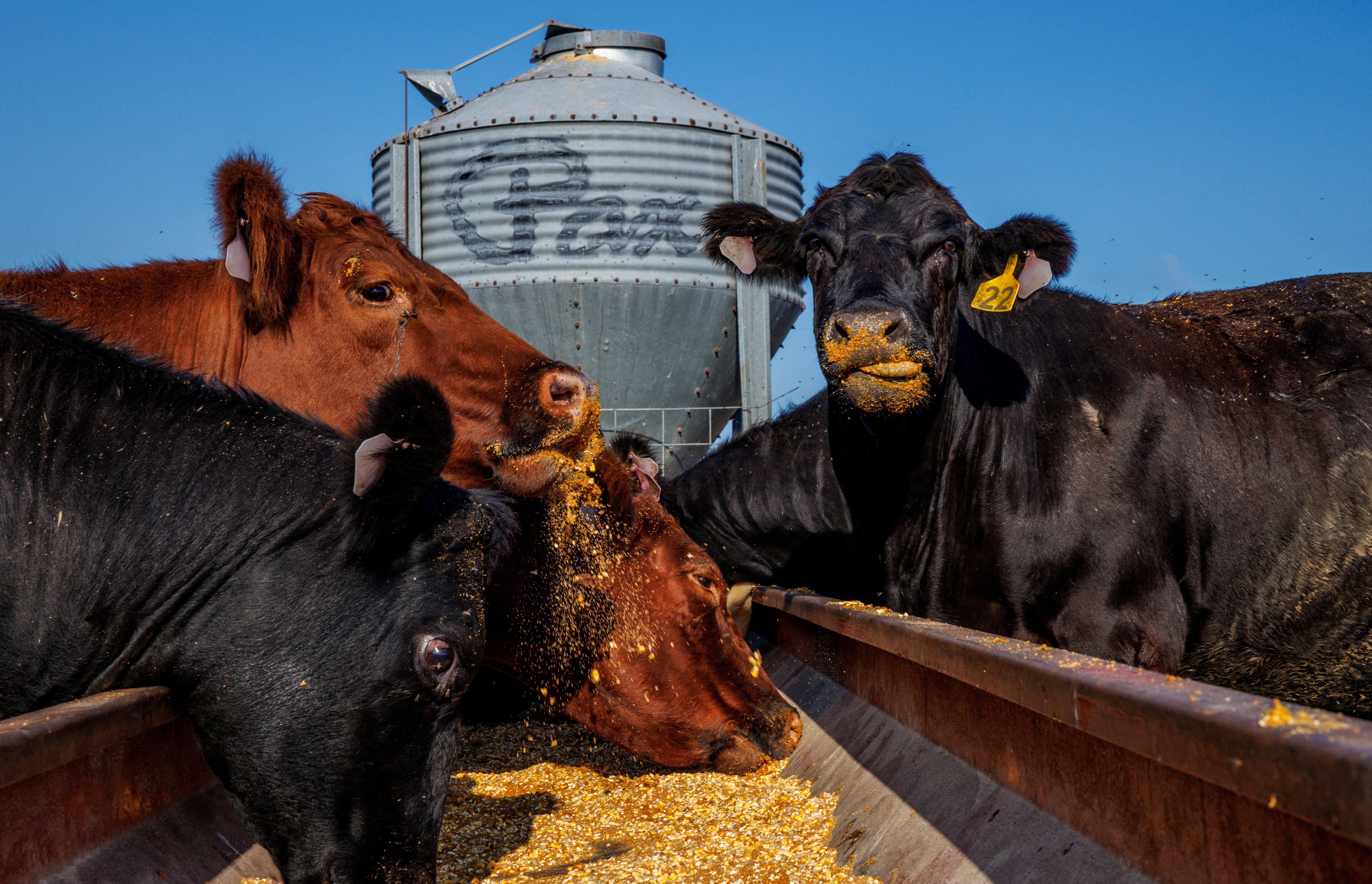 USDA awards Iowa $10M to convert marginal land for cattle grazing - AOL