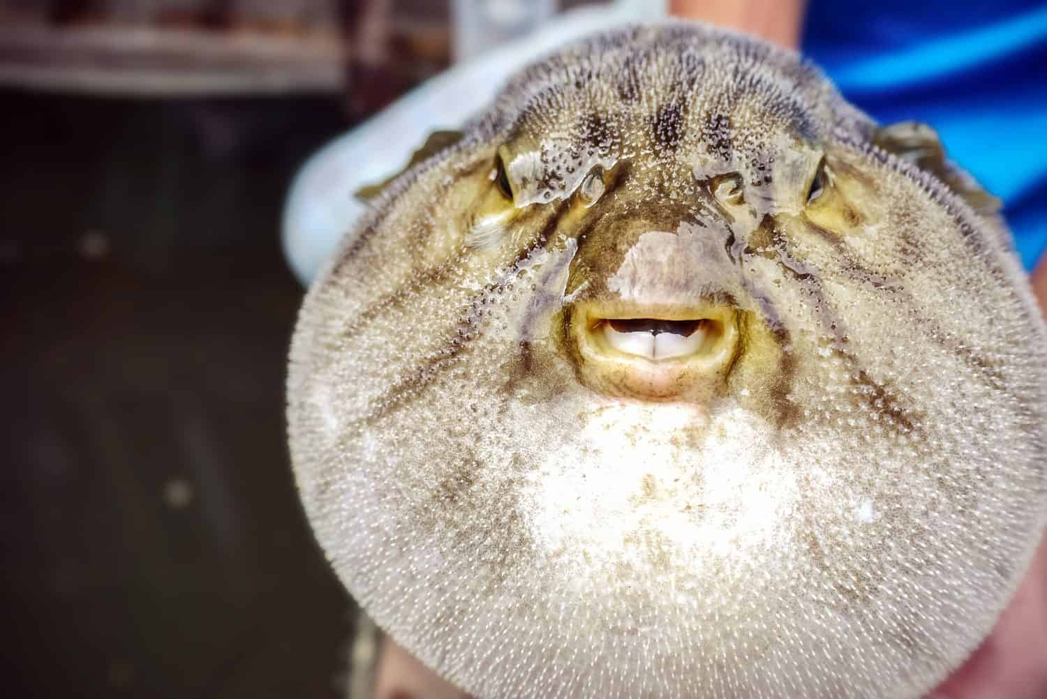 What Happens When an Osprey Catches a Toxic Pufferfish?