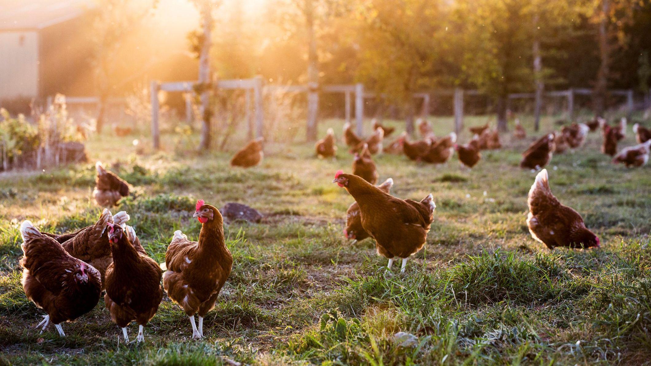 Decision on 160,000-bird chicken farm put on hold