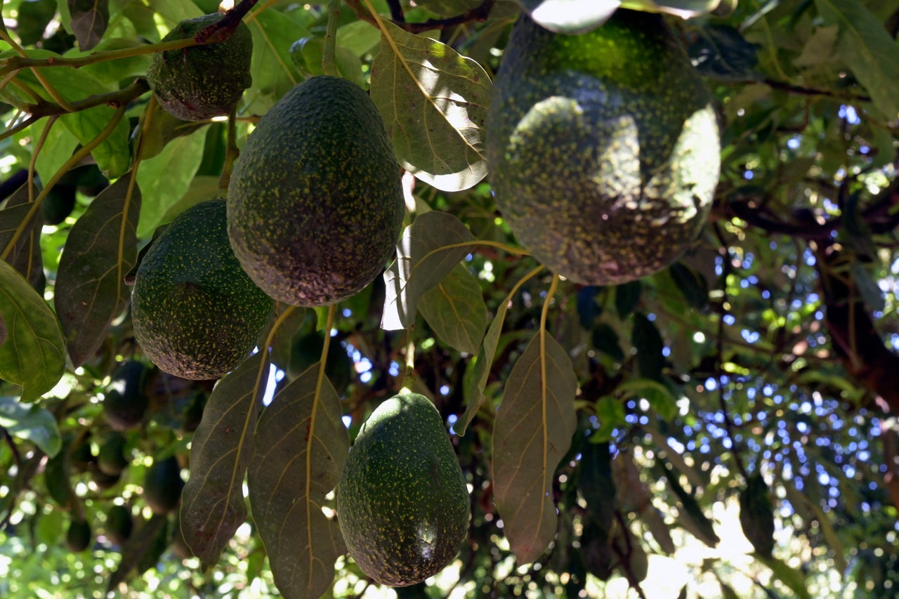 Baby killed by avocado falling from tree after council ‘ignored’ calls ...