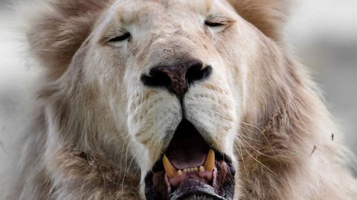13 Hilarious Wildlife Photos By Goran Anastasovski That Capture Big Cats Mid-Yawn