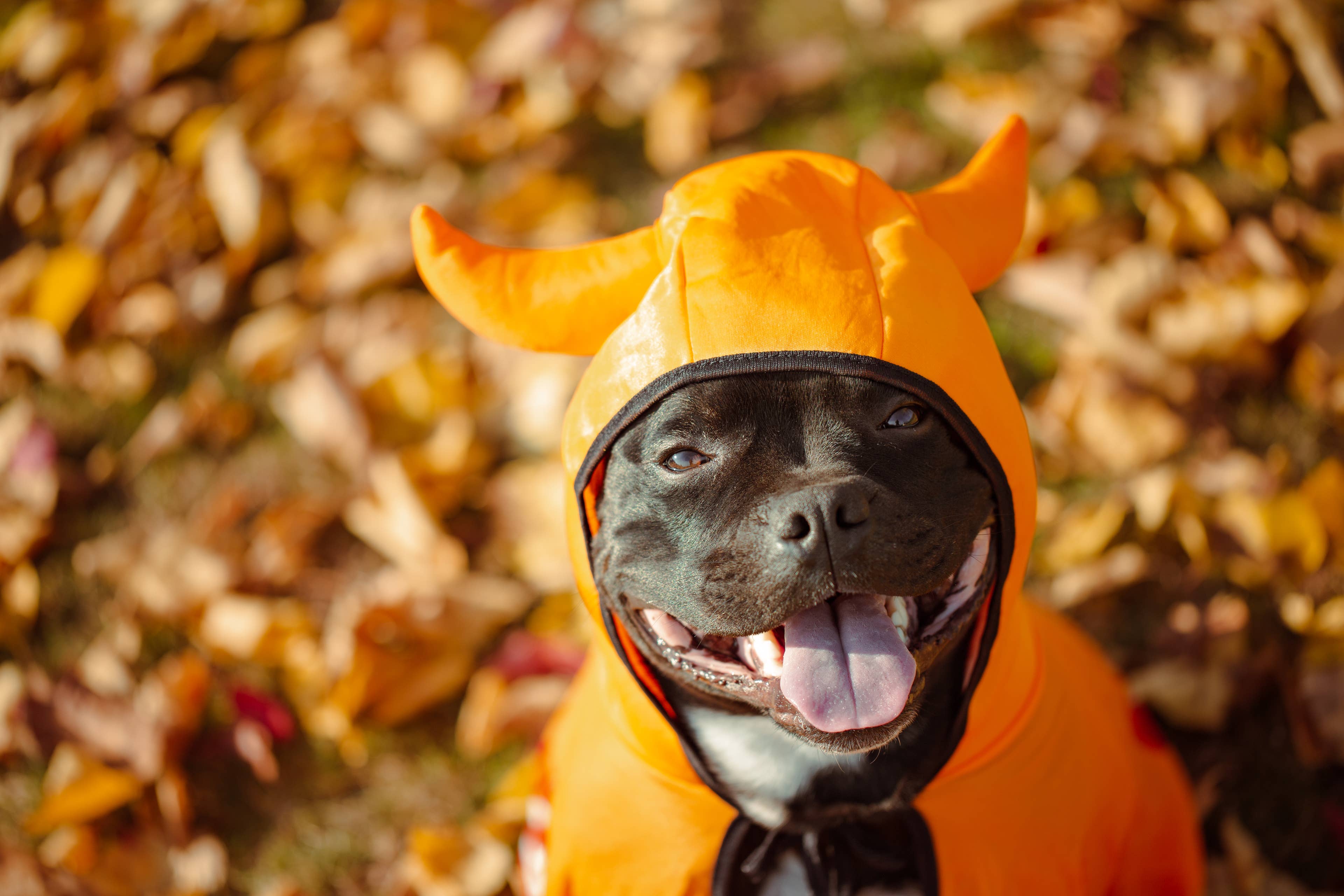 Pit Bull Models Hilarious Halloween Costumes: See This Year's Winning ...