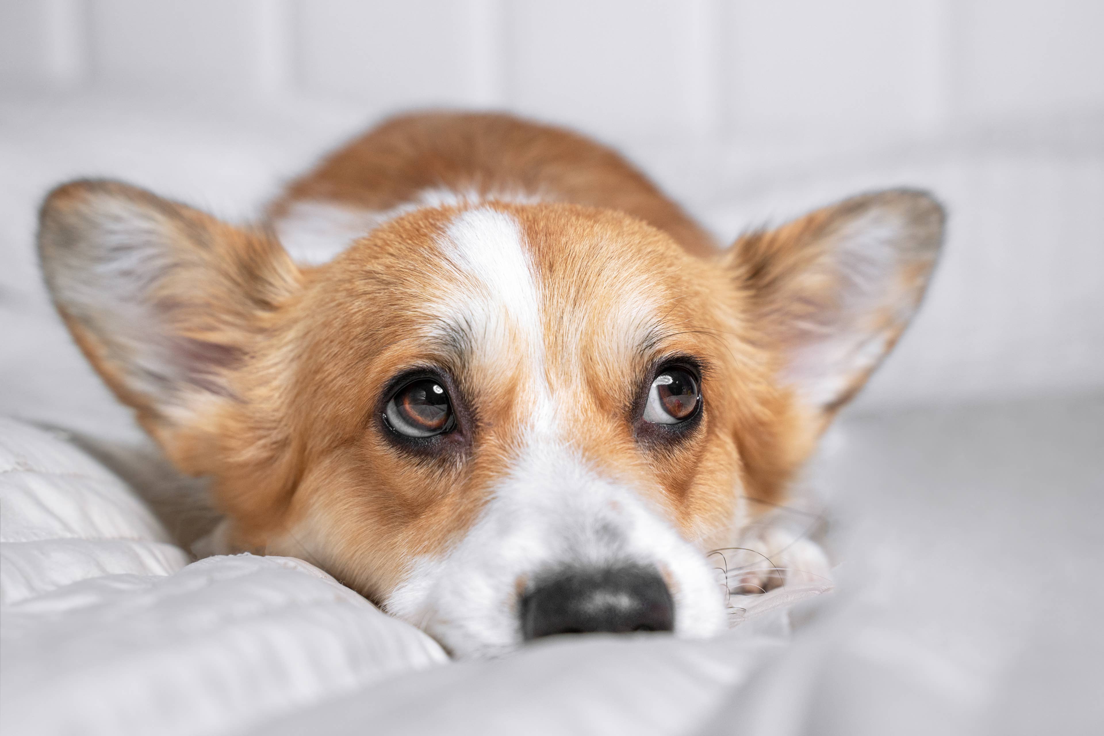 This Corgi Is Convinced His New Bassinet Is a Five-Star Suite