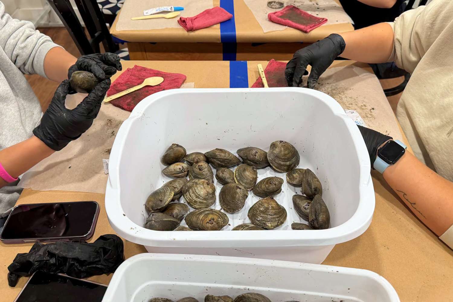 Volunteers Are Gluing Seeds to Clams for a Surprisingly Good Reason