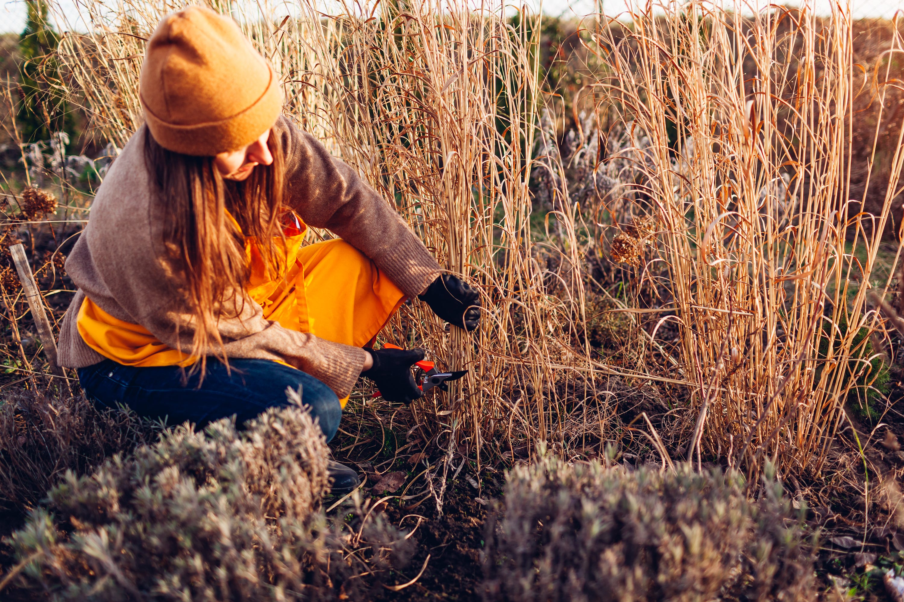 The Best Time to Cut Back Ornamental Grasses for Healthier, Better ...